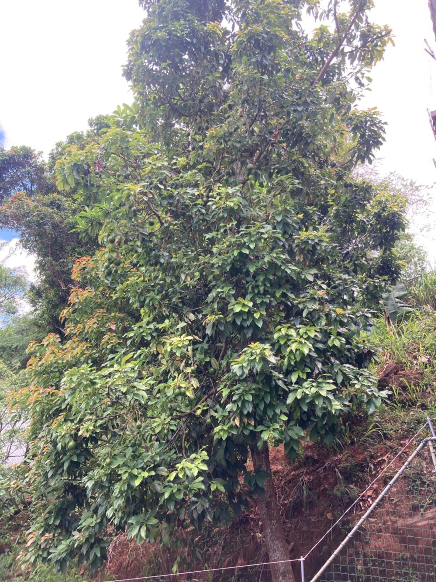 Reverie Hill Bungalow, Kandy Exterior photo